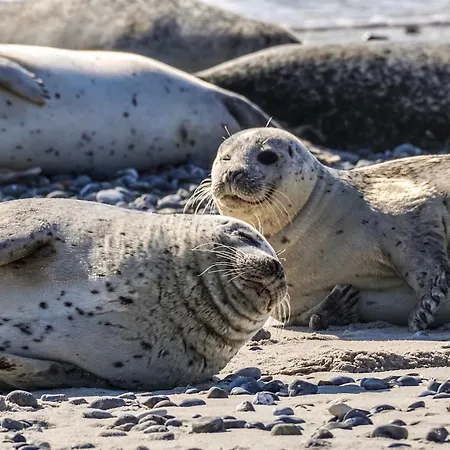 On A Vacation Park * De Cocksdorp (Texel)