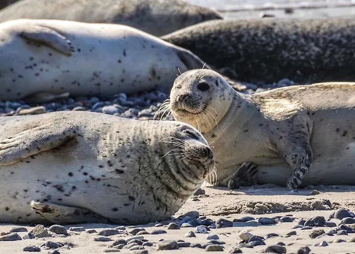On A Vacation Park * De Cocksdorp (Texel)